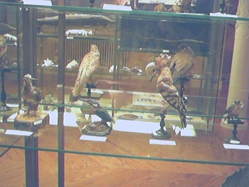 Aves de varias especies. Museo de la Vida de Zaragoza 50
