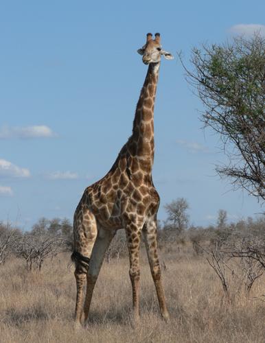 Kruger