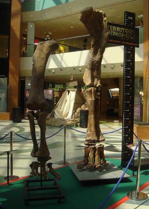 Dinosaurios. Exposición de dinosaurios procedentes de Dinopolis en Gran Casa de Zaragoza el 30 de junio de 2011. 09