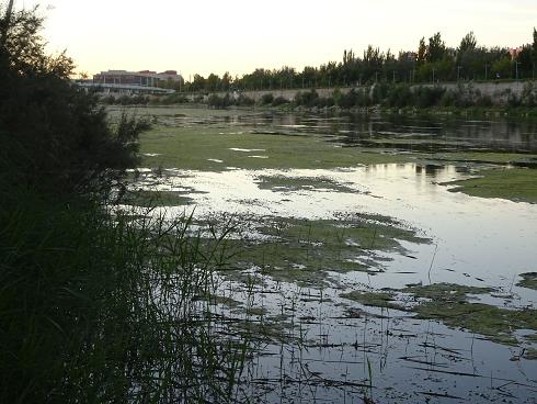 Paseo por Zaragoza Capital. 12 de agosto de 2017. La EXPO 2008 desde Puente Almozara. 22