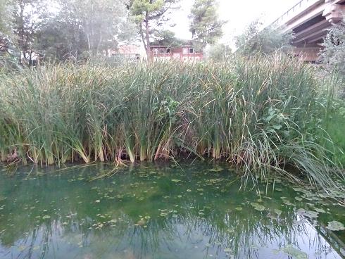 Paseo por Zaragoza Capital. 12 de agosto de 2017.
Vegetación de aguas someras en los brazos estancados del Ebro que ha creado el bajo caudal durante meses. 26
