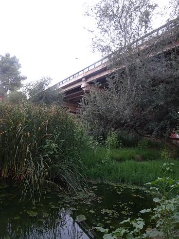 Paseo por Zaragoza Capital. 12 de agosto de 2017.
 Vegetación de aguas someras en los brazos estancados del Ebro que ha creado el bajo caudal durante meses. 27