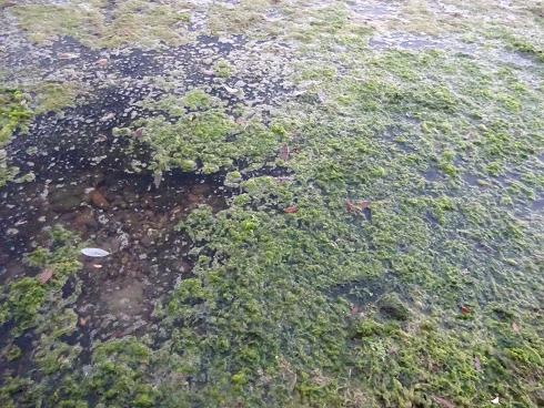 Zaragoza Capital. Vegetación de aguas someras en los brazos estancados del Ebro que ha creado el bajo caudal durante meses. 30