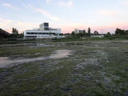 Zaragoza Capital. Vegetación de aguas someras en los brazos estancados del Ebro que ha creado el bajo caudal durante meses. 32
