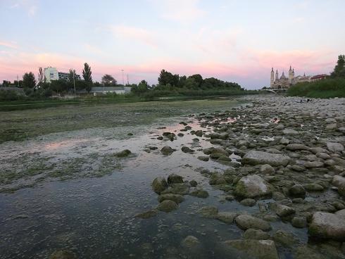 Zaragoza Capital. Vegetación de aguas someras en los brazos estancados del Ebro que ha creado el bajo caudal durante meses. 33