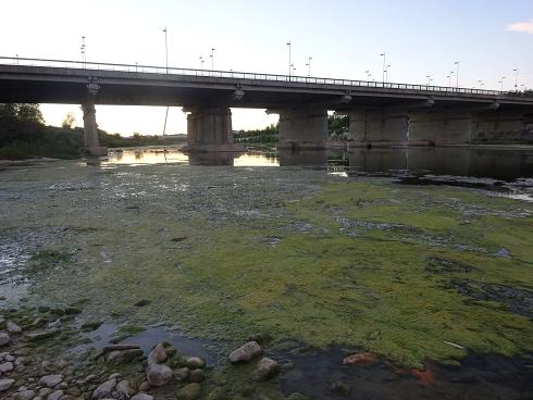 Zaragoza Capital. Vegetación de aguas someras en los brazos estancados del Ebro que ha creado el bajo caudal durante meses. 36