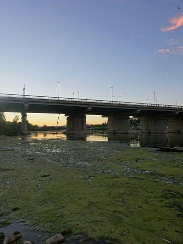 Zaragoza Capital. Vegetación de aguas someras en los brazos estancados del Ebro que ha creado el bajo caudal durante meses. 39