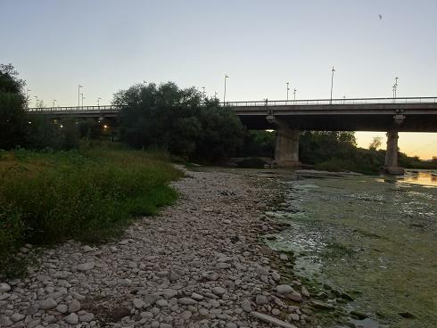 Zaragoza Capital. Vegetación de aguas someras en los brazos estancados del Ebro que ha creado el bajo caudal durante meses. 40