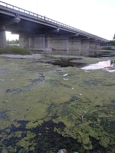 Zaragoza Capital. Vegetación de aguas someras en los brazos estancados del Ebro que ha creado el bajo caudal durante meses. 42
