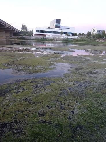 Zaragoza Capital. Vegetación de aguas someras en los brazos estancados del Ebro que ha creado el bajo caudal durante meses. 43