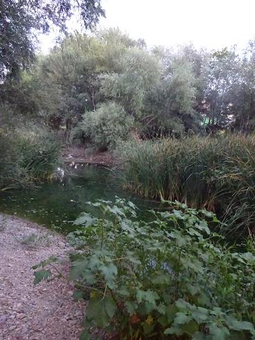 Zaragoza Capital. Vegetación de aguas someras en los brazos estancados del Ebro que ha creado el bajo caudal durante meses. 44
